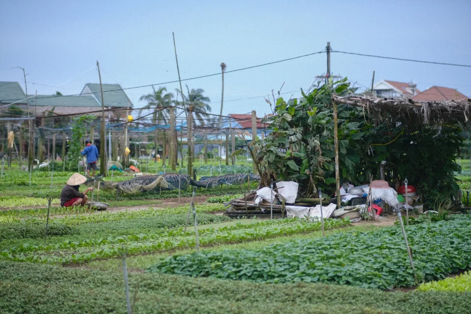 Vườn cây ăn trái đang ra hoa